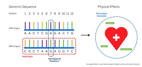 Image result for What Is the Genotype