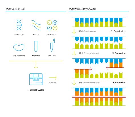 Image result for qPCR Method