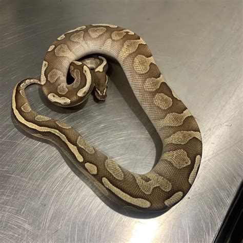 Image result for Lesser Axanthic Ball Python