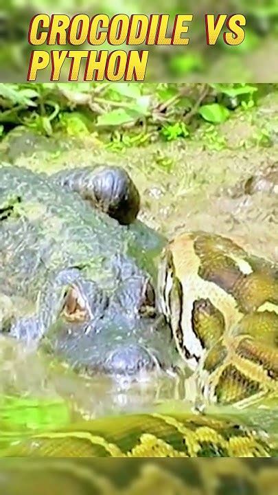 Croc vs Python に対する画像結果