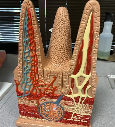 Afbeeldingsresultaten voor Daz3D Lab Model