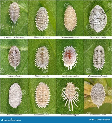 Image result for Scale Insect