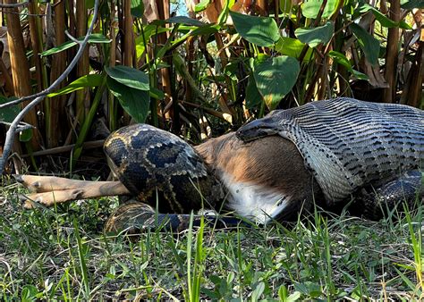 Image result for Python Beeldje