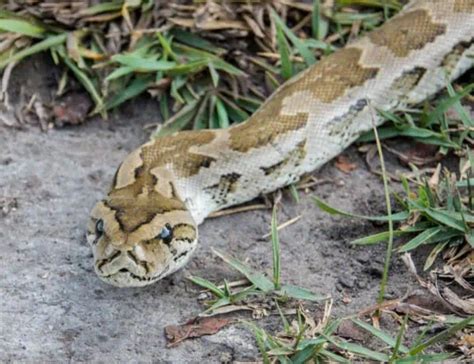 Image result for What Is the Rarest Python Type