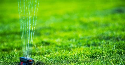 Image result for How to Grow Grass Quickly