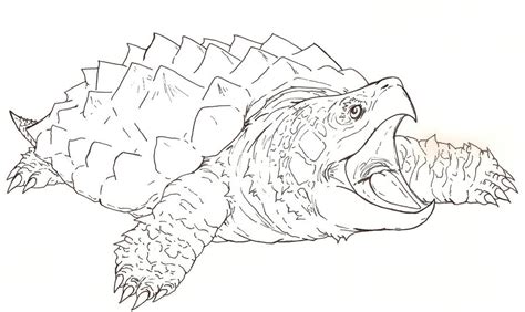 Toradh íomhá ar Drawing of Alligator Snapping Turtle Shell