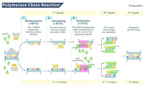 Afbeeldingsresultaten voor PCR Method