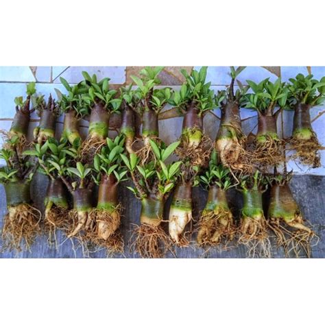 Image result for Adenium Black Red