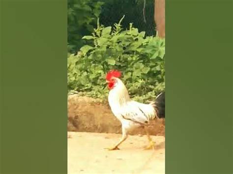 Résultat d’images pour Chicken Running Fast