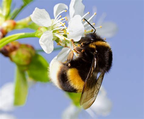 Afbeeldingsresultaten voor Surprised Bumble Bee