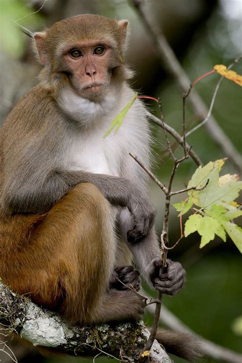 Toradh íomhá ar Jungle Village Monkeys