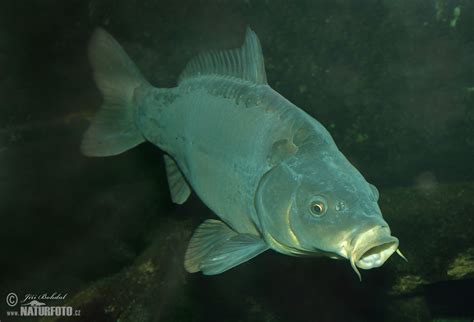 Image result for Carp Fish in Water