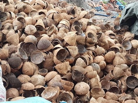 Toradh íomhá ar Coconut Shell Pac