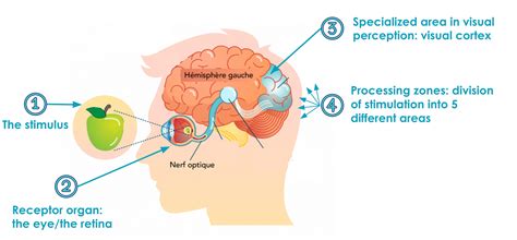 Image result for Perception Images Examples