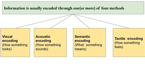 Image result for Encoding Memory