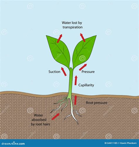 Toradh íomhá ar Capillary Action Transpiration