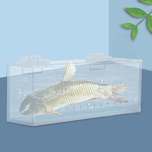 Image result for Clear Fish Viewing Box