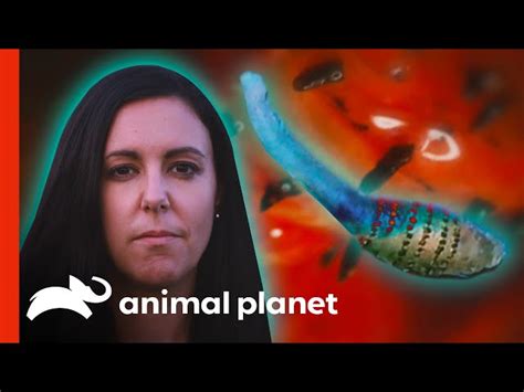 Extreme Bot Fly Removal 2016 に対する画像結果