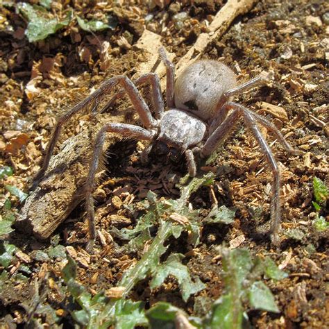 Image result for Huntsman Spider Arizona