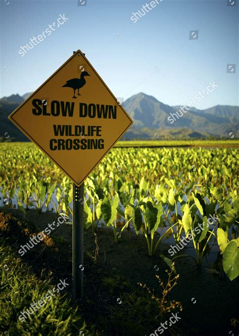Image result for Slow Birds Crossing