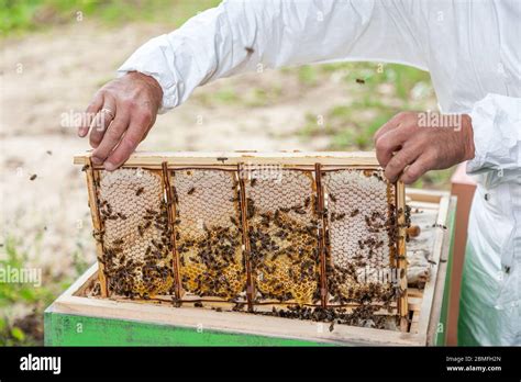 Image result for Extracting Honey Process