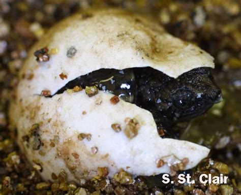 Afbeeldingsresultaten voor snapping turtle eggs