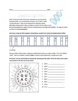Toradh íomhá ar Decoding DNA Worksheet