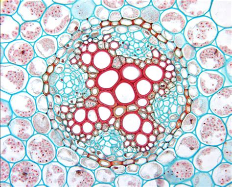 Ranunculus Root に対する画像結果