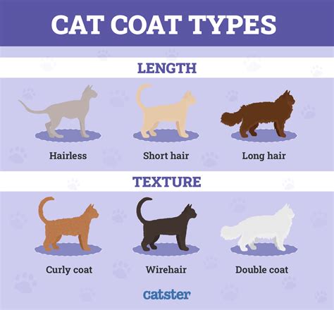 Different Types of Cats に対する画像結果
