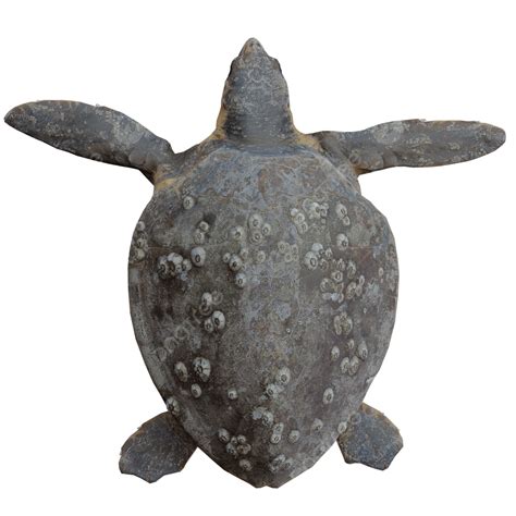 Afbeeldingsresultaten voor Turtle Top View Textured