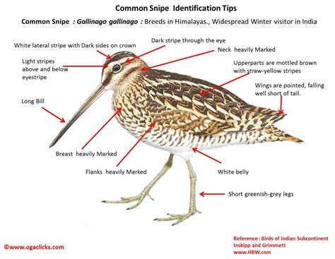Toradh íomhá ar Common Snipe