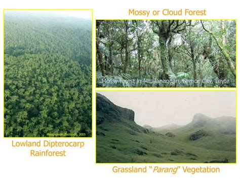 Forestry and Logging Industry in the Philippines に対する画像結果