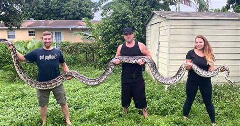 Image result for Big Burmese Python