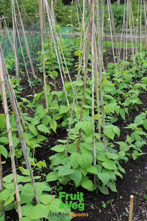 Afbeeldingsresultaten voor Lady Di Runner Beans