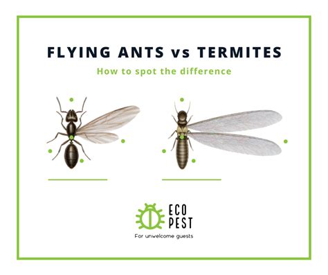Flying Ants vs Termites に対する画像結果