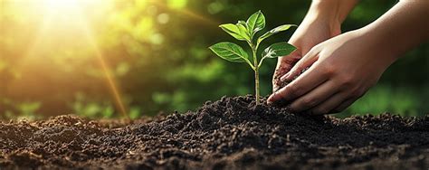 Image result for Tree-Planting Background HD
