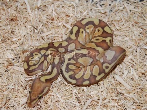 Banana Butter Lesser Ball Python に対する画像結果