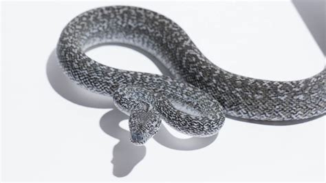 Carpet Python に対する画像結果