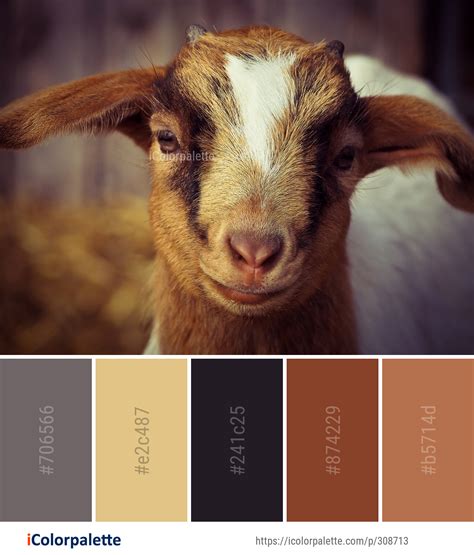 Image result for Goat Colors
