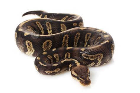 Stricking Ball Python に対する画像結果