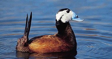 Toradh íomhá ar X-Wing 360