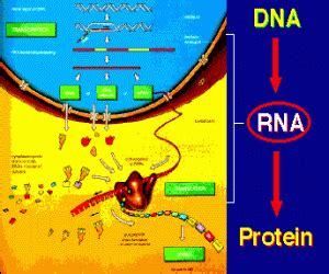 Protein Synthesis Animation