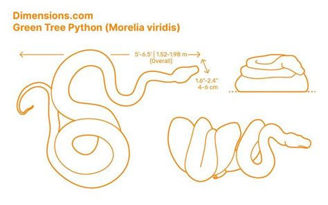 Green Tree Python Growth Chart ಗಾಗಿ ಇಮೇಜ್ ಫಲಿತಾಂಶ