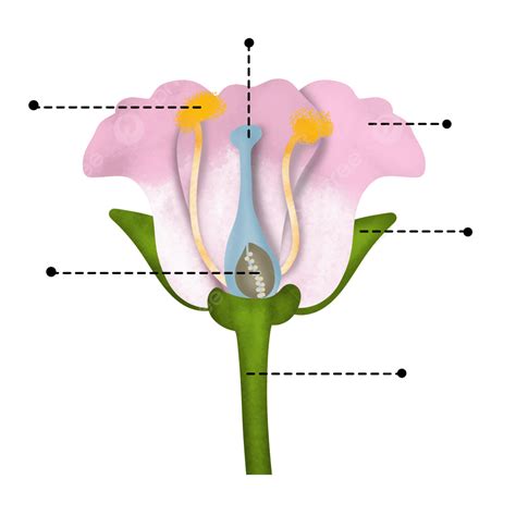 Image result for Diagram Part Flower Structure