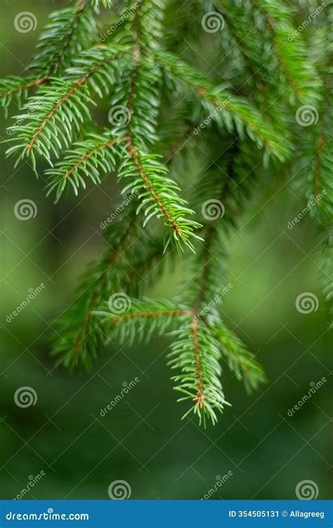 Image result for Christmas Tree Needles No Background