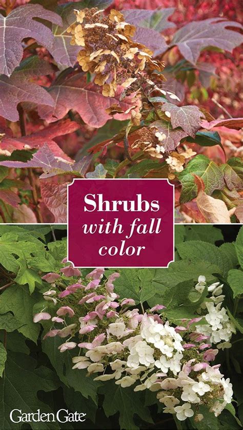 Toradh íomhá ar Shrubs with Fall Color