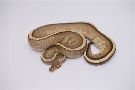 Image result for Super Specter Ball Python