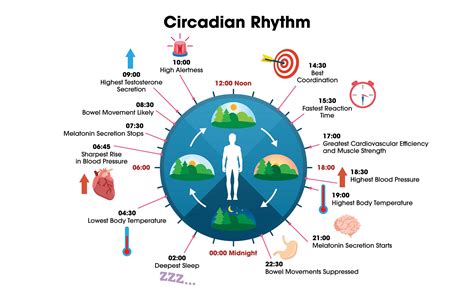Image result for Human Circadian Rhythm Schematic/Diagram