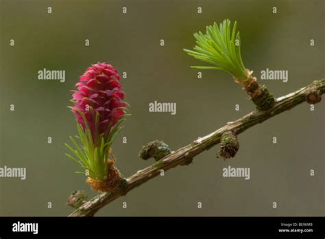 Bildergebnis für Naaldboom Types