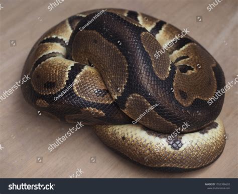 Image result for Snake Curl Up Python